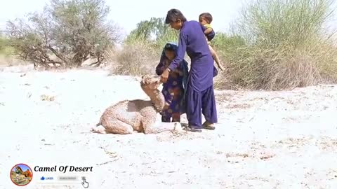 A Baby camel is playing with a human baby