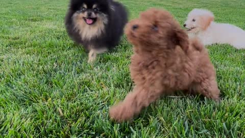 puppies vying for snack