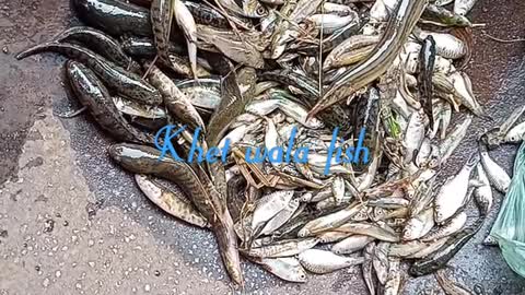 Khet Wala Fish