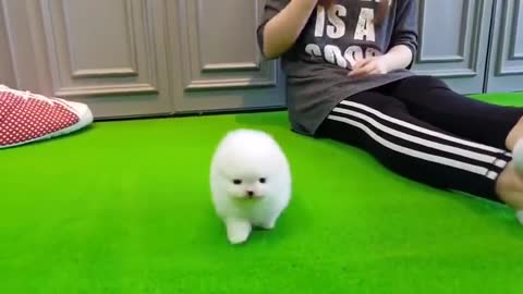 CUTE DOG HAVING FUN WITH BEAUTY |