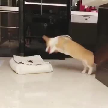 It can be seen that Scout really likes his new mat.