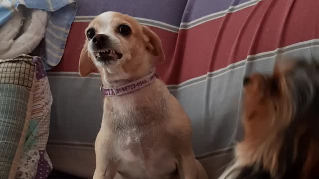 Dog brothers