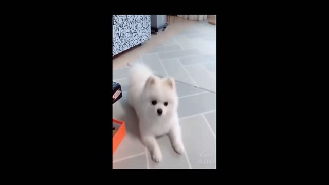 Cute Spinning Dog On Music