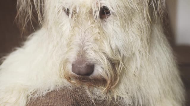 A Dog Lying Down at the Edge of a Sofa