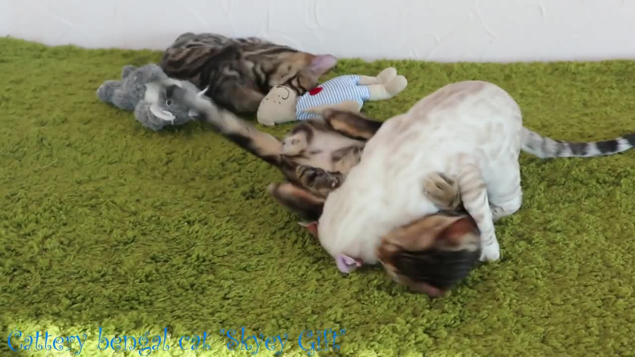 Three Bengal cat Wrestling