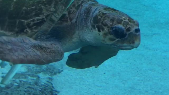 Sea turtle in aquarium