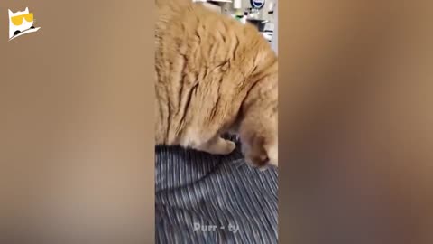 FUNNY CAT VIDEOS - 1 Hour of Hilarious Cat Reactions | Purr-ty