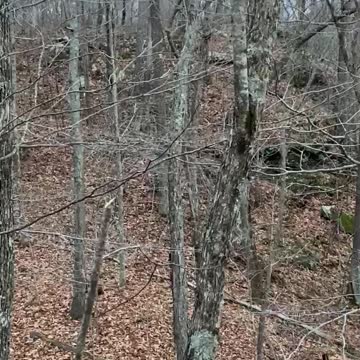 Bobcat caught on camera