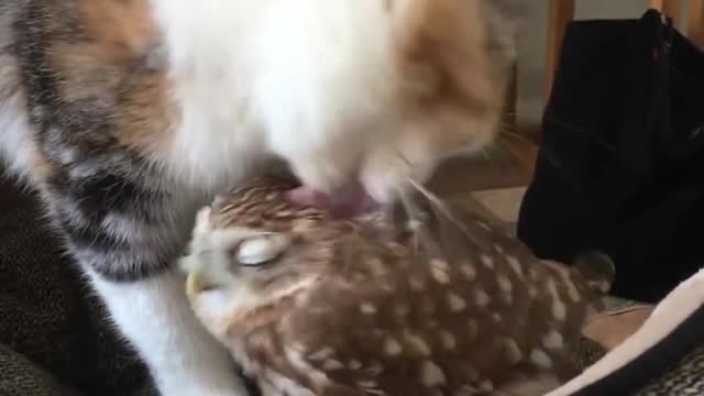 Gatos y pájaros - Pensé que no se les permitía ser amigos 😍