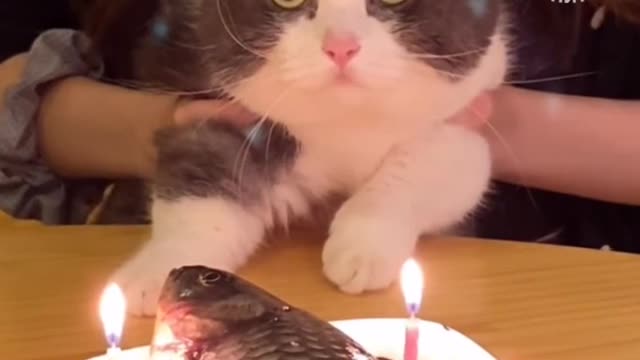 cat birthday 🐈😂😂