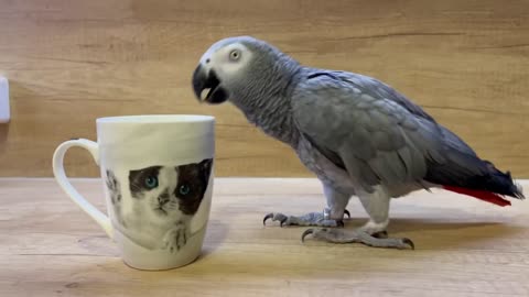Must Tap