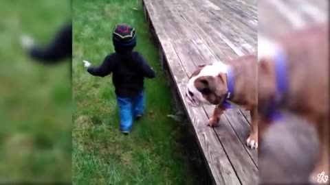 Try Not To Laugh Watching Funny Animals Compilation