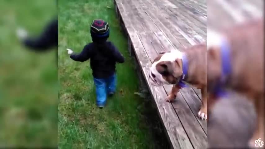 Try Not To Laugh Watching Funny Animals Compilation