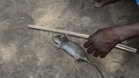 Os comedores de ratos da Índia