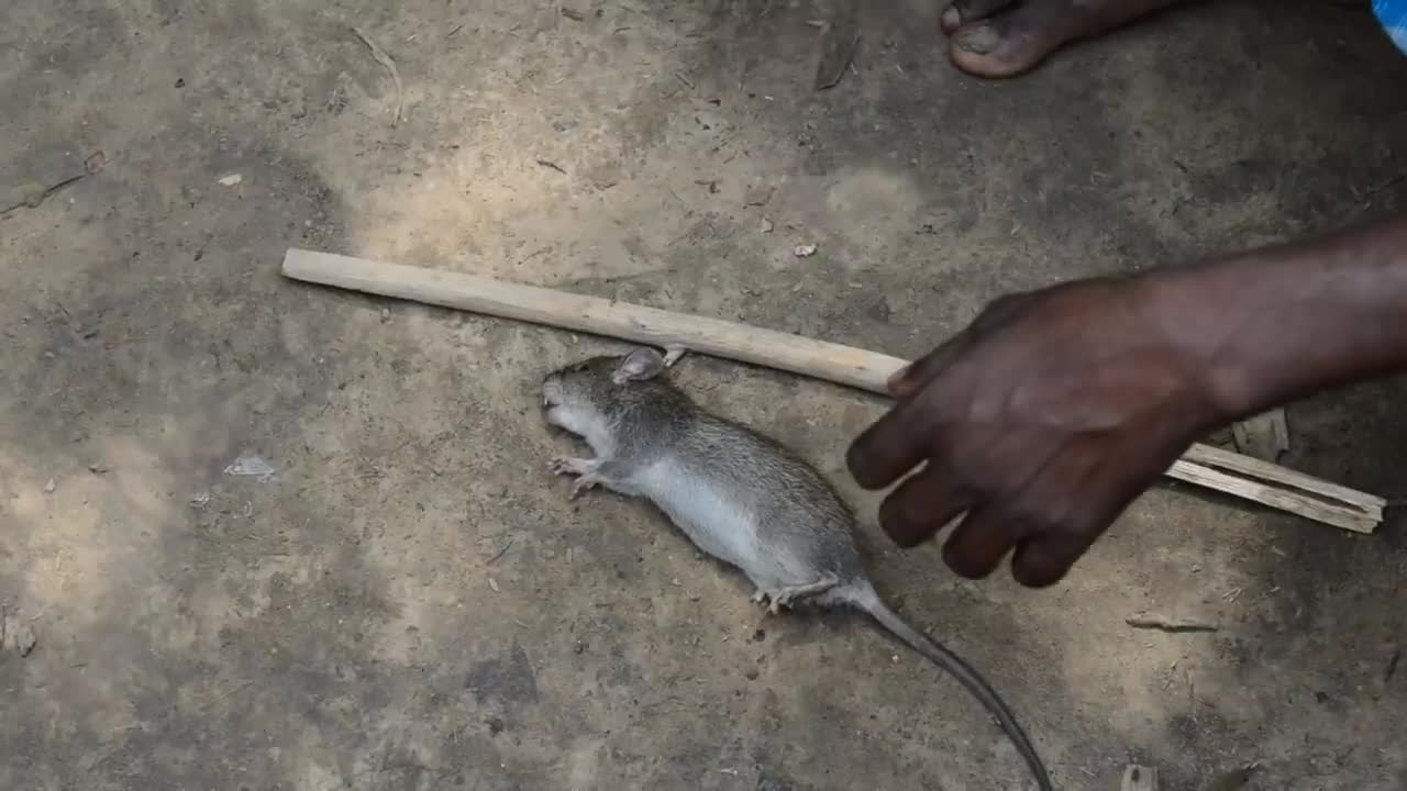 Os comedores de ratos da Índia