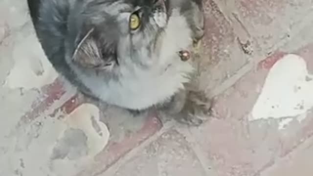 Cat sees a bird first time funny cat