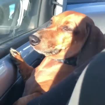 When your dog can sleep everywhere