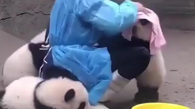 Such a cute and naughty baby panda, do you like it too?