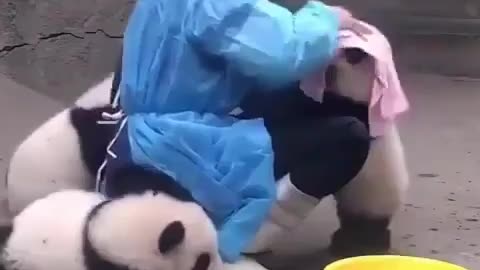 Such a cute and naughty baby panda, do you like it too?