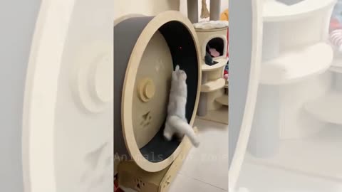 cute kittens videos 😍🐈_ cute cat videos _ cat videos