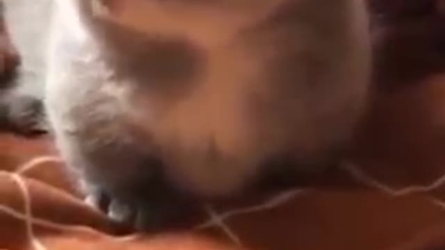 Cats - Baby cats - funny and fluffy (131) / Gatos - Filhotes - engraçados e fofos (131) #shorts