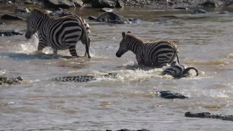 A zebra's face is torn off by crocodiles crossing the Mara River during a safari in Kenya