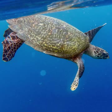 Sea Turtle in the Ocean 🌊🐢