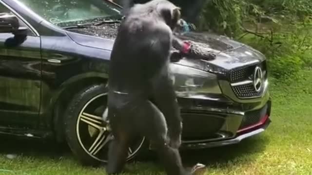 FUNNY ANIMAL #shorts #funny #fun #funnyvideo #tiktok #tiktokvideo