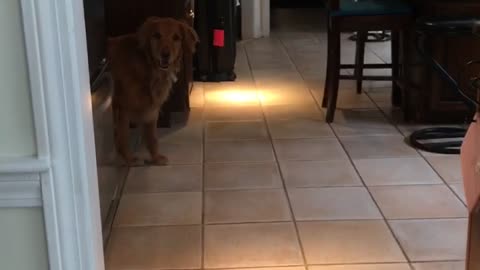 Dog playing hide and seek with owner