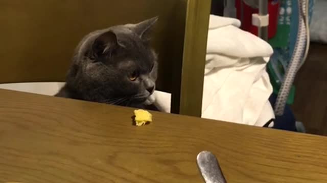 My cat is shy while having an appetite