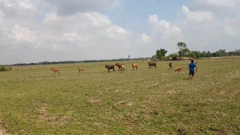 Wow Nice! Fake Tiger Prank Cow, Dog So Funny Action Cows, Dogs 2021🤣