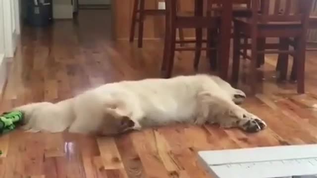 How I Wake my Sleeping Dog From His Dreams