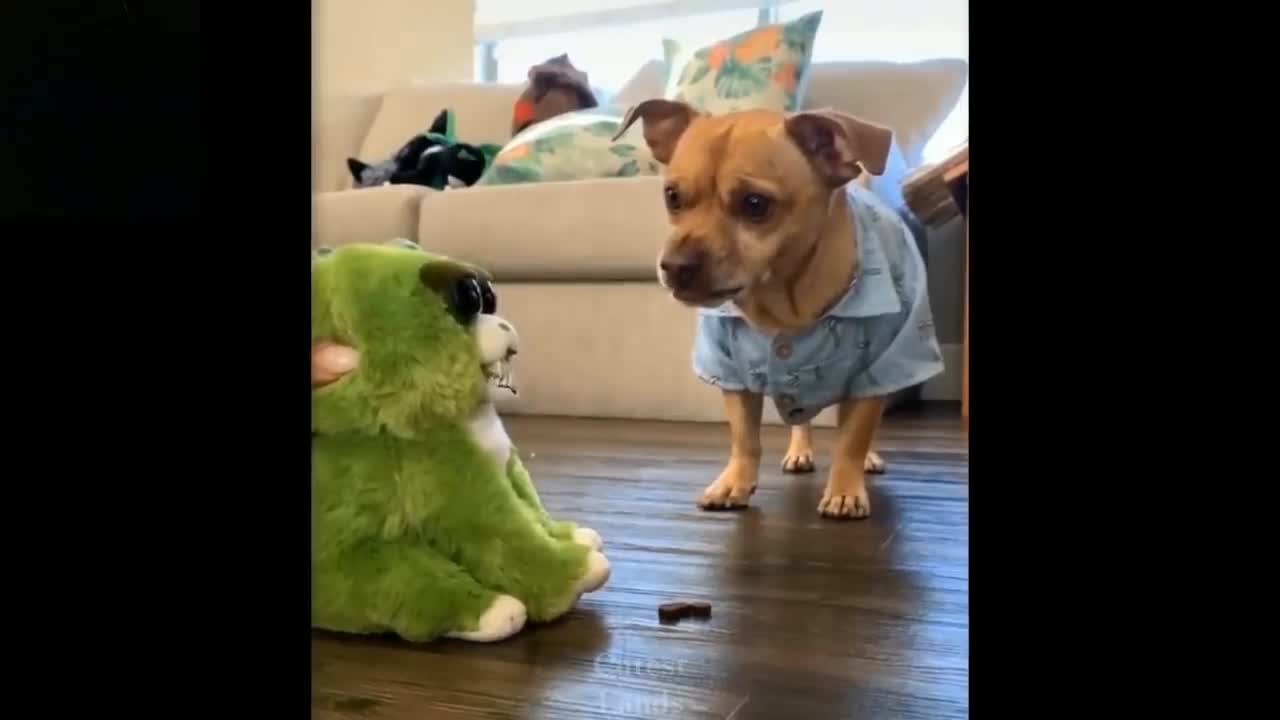 Funny Dog Copying toy