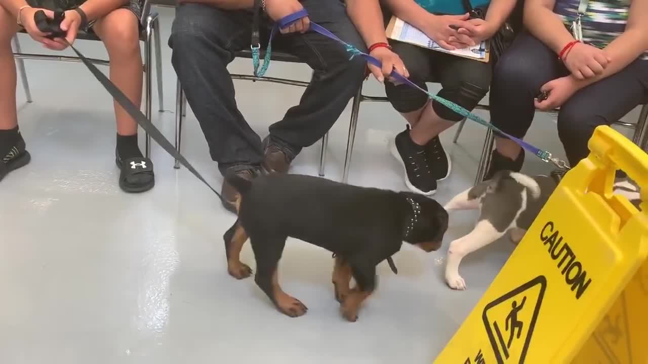 Epic Dog Fight