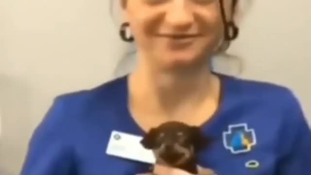 Smiling Dog