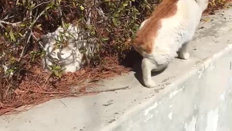 Two cats are basing up in the sun