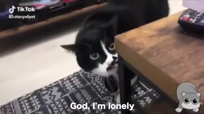 cat can speak in english