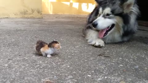 Dog scared of a kitten