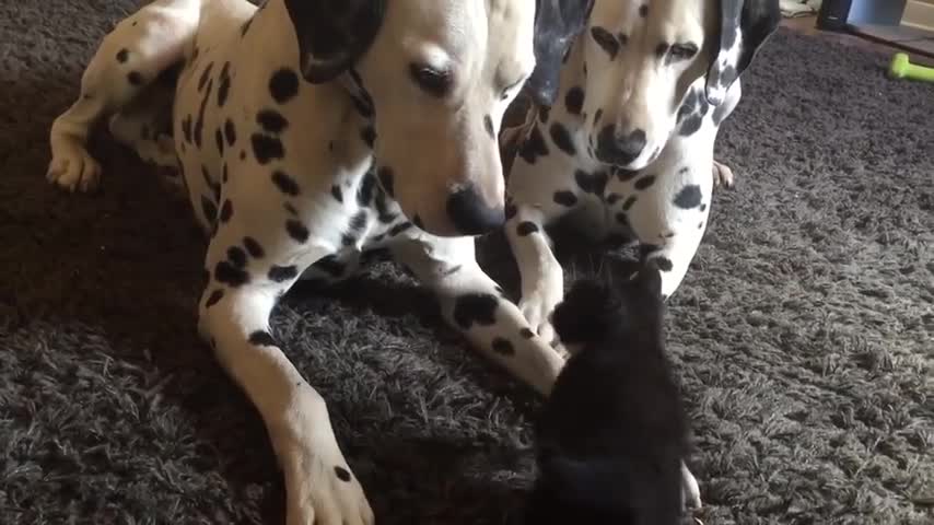 Rambunctious kitten plays with gentle Dalmatian friend1m41s Rambunctious kitten plays with gentle