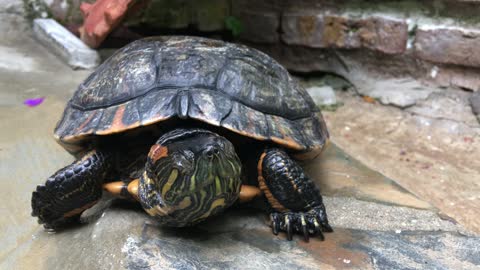 Tortue Tortues Amphibien Amphibiens Les Animaux