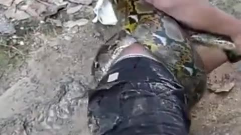 Big python monster. #shorts