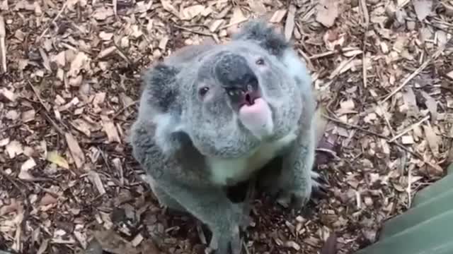 Just a Koala Bear talking