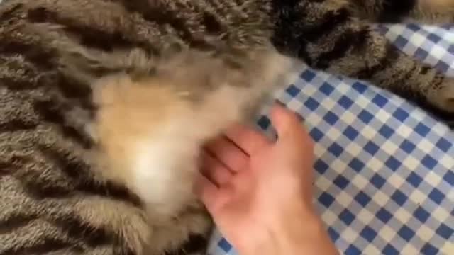 So cute cat must watch