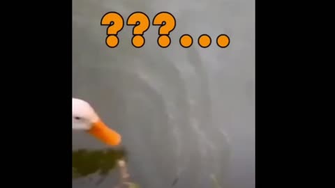 Curious Duck