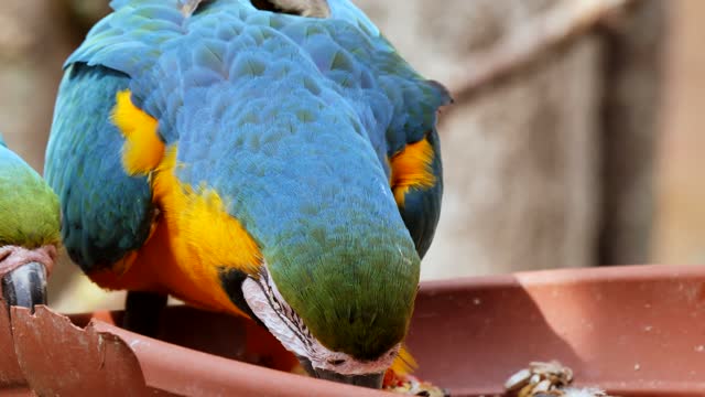 Bird Parrot Ara Feather Tropical Bill Colorful macaw parrot 3