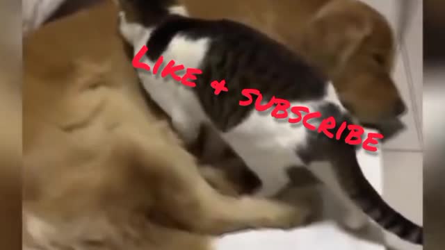 Cat-funny, funny video