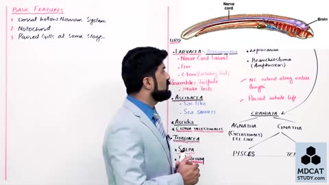 LEC#18 PHYLUM CHORDATA