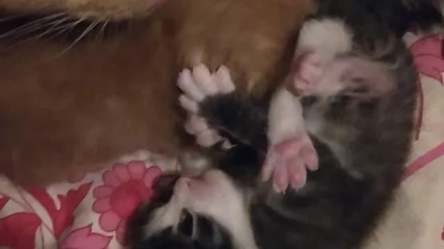 The play of our little kittens