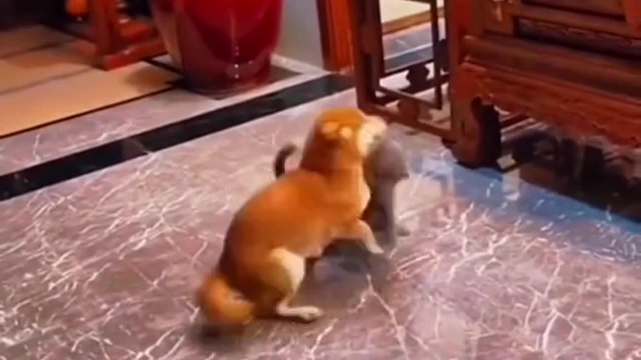 Animals funny video