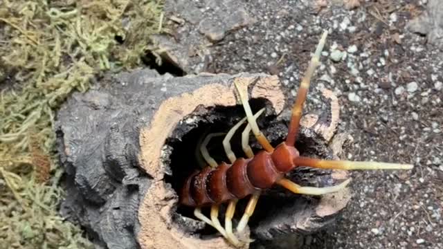 Giant Centipede Climbs into Nest